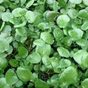 Cresson vivace de jardin 2000 graines