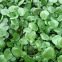 Cresson vivace de jardin 1200 graines