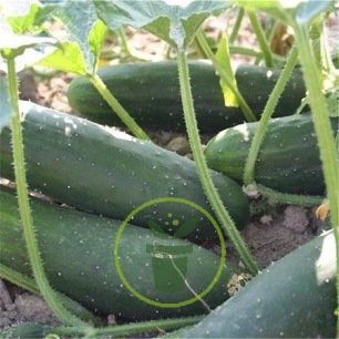 CONCOMBRE LE GENEREUX 40 graines