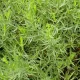 Estragon 400 graines