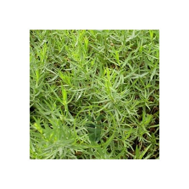 plante aromatique 500 Graines d'Estragon herbe jardin potager méthode BIO 
