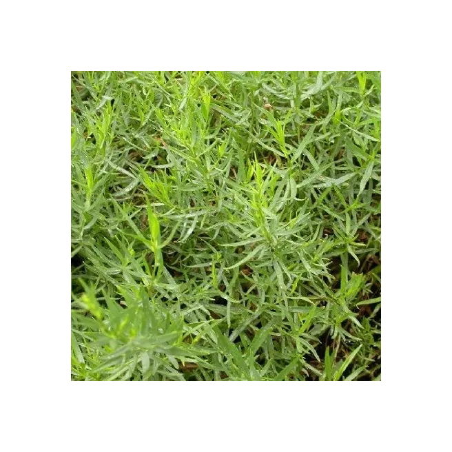 Estragon 400 graines