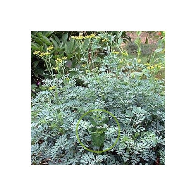 RUE OFFICINALE 80 graines