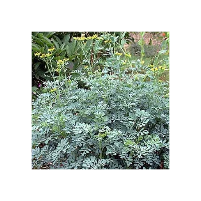 RUE OFFICINALE 80 graines