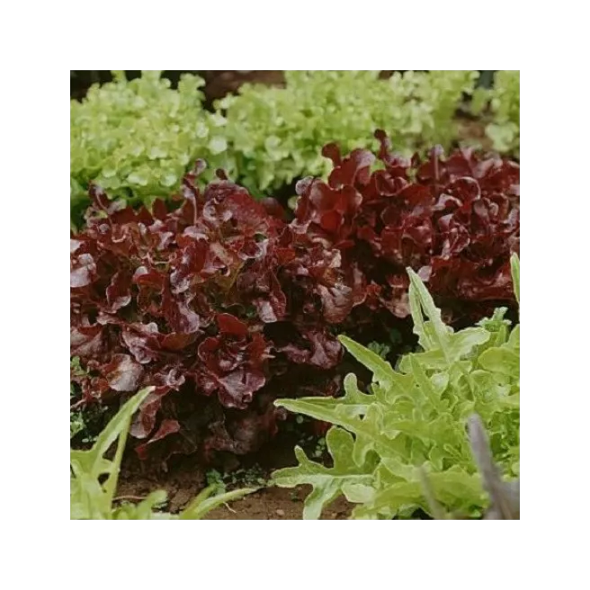 Laitue à couper en mélange