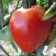 Tomate Cœur de Bœuf variété ancienne – graines - gros fruits rouges charnus cultivés au potager