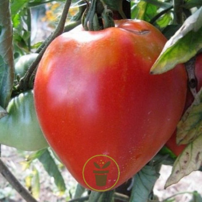 Graines de tomate cœur de bœuf corazon en sachet