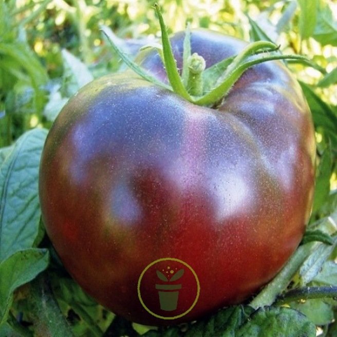 Tomate noire de Crimée 25 graines