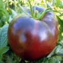 Tomate Noire de Crimée 25 graines