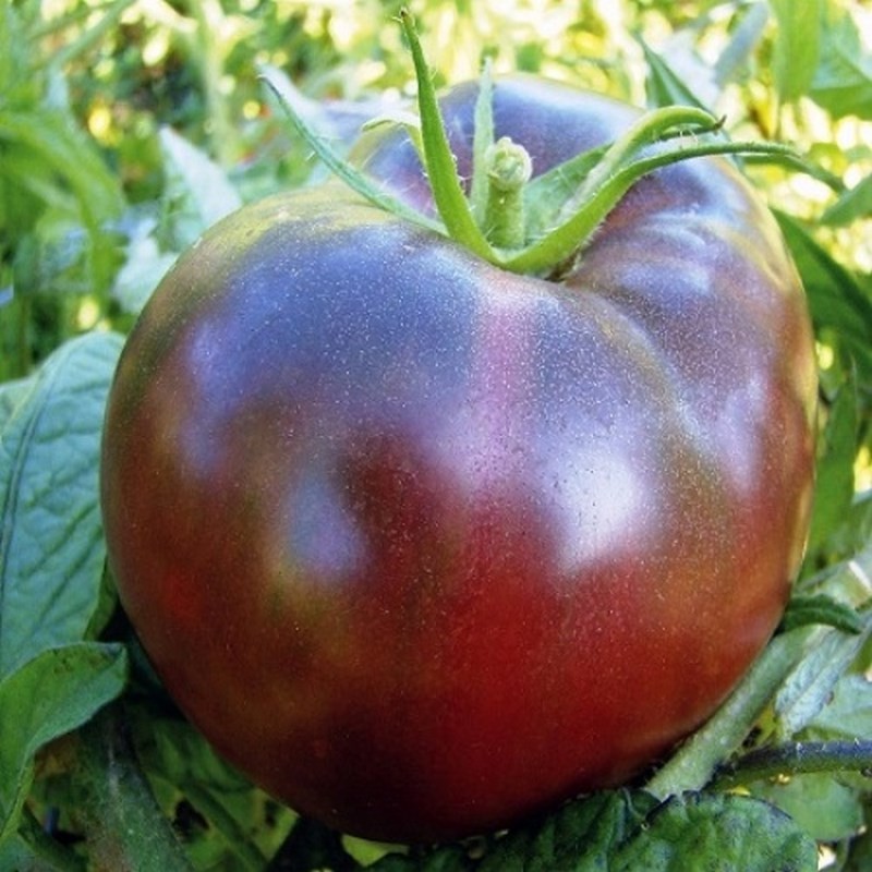 Tomate Noire de Crimée – Variété ancienne produisant de gros fruits