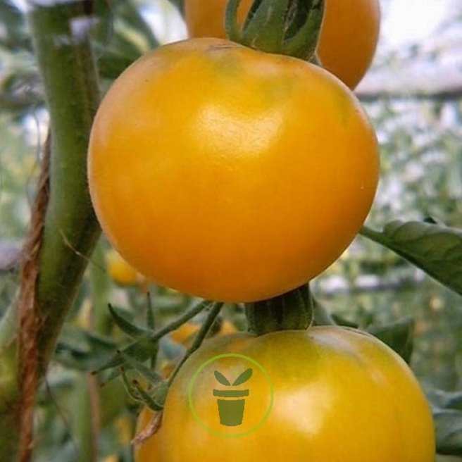 Tomates d'or Reine semences Graines Tomate Ancienne Variété depuis 1884 tomate