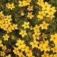 BIDENS AUREA 400 graines