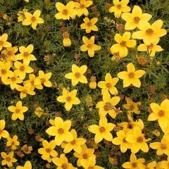 Bidens aurea 800 graines