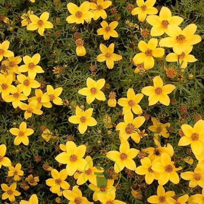 BIDENS AUREA 400 graines