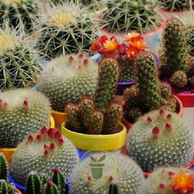 CACTUS ET PLANTES GRASSES EN MELANGE 50 graines