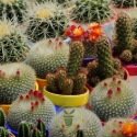 Cactus en mélange 100 graines