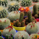 Cactus en mélange 100 graines
