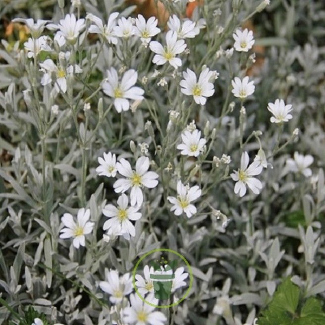 Cerastium biebersteinii - Céraiste Cerastium biebersteinii - Céraiste
