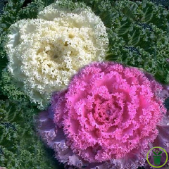 Chou d'ornement Bimbo 200 graines