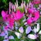 CLEOME COLOUR FOUNTAIN VARIE 200 graines