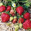 FRAISIER MIGNONETTE DES BOIS (4 saisons) 100 graines