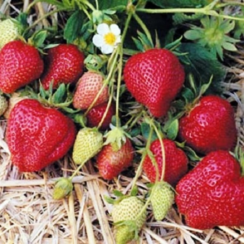 FRAISIER FRAISE DES BOIS - PLANT