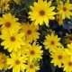 HELIOPSIS SCABRA DARK YELLOW 200 graines