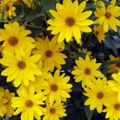 Heliopsis scabra Dark Yellow 400 graines