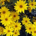 Heliopsis scabra Dark Yellow 400 graines