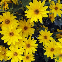 HELIOPSIS SCABRA DARK YELLOW 200 graines