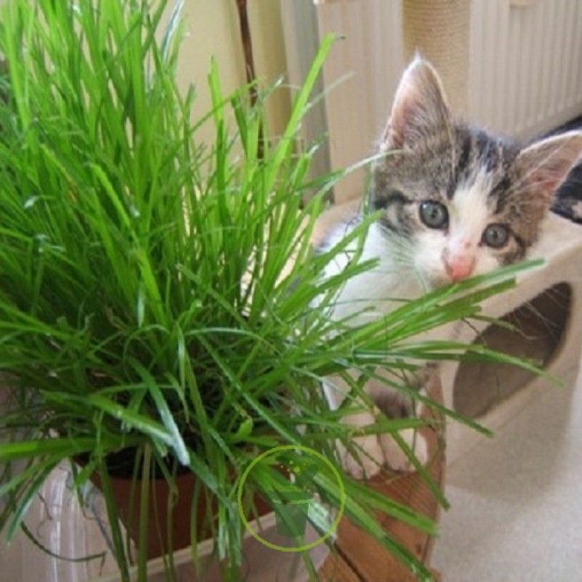 Graines d'herbe à chat Bio en disque pré-semé en sachet