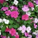 Impatiens Baby variée 100 graines