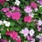 Impatiens midinette variée 100 graines