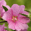 Graines de lavatère à grande fleur variée Lavatera trimestris – floraison estivale rose et blanche en massif – 400 graines repro