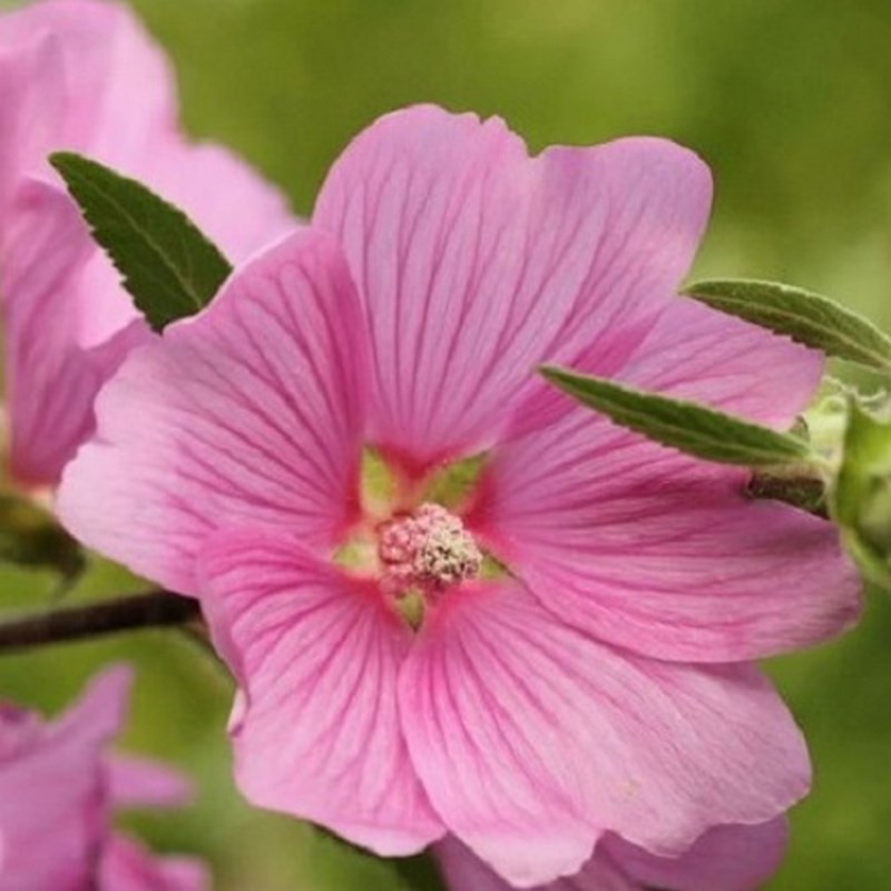 Lavatère à grande fleur variée par 400 graines| Floraison abondante!