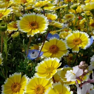 LAYIA PLATYGOSSA TIDY TIPS 200 graines