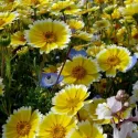 Layia platyglossa Tidy Tips 400 graines