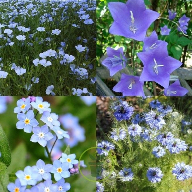 Mélange de fleurs bucolique bleu 