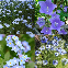 Mélange de fleurs bucolique bleu 