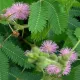 MIMOSA PUDICA SENSITIVE 50 graines