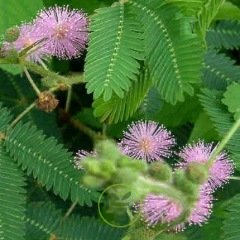 Mimosa pudica- Sensitive 200 graines