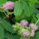 Mimosa pudica- Sensitive 200 graines