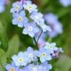 MYOSOTIS DES ALPES VICTORIA BLEU 300 graines