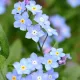 MYOSOTIS DES ALPES VICTORIA BLEU 300 graines