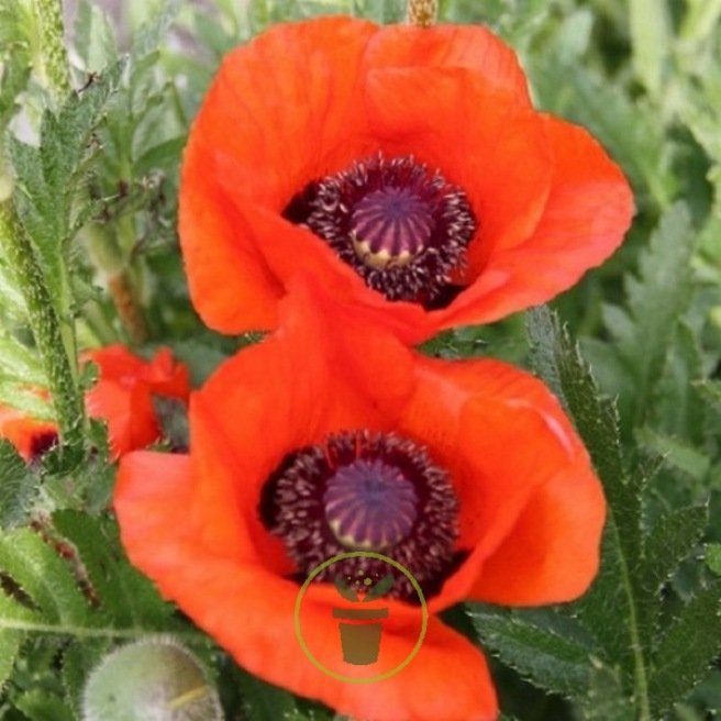 Pavot d'Orient (coquelicot) 800 graines