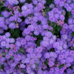Ageratum houstonianum Blue Ball 2200 graines