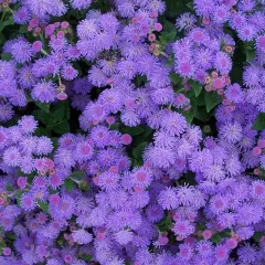 Ageratum houstonianum Blue Ball 2200 graines