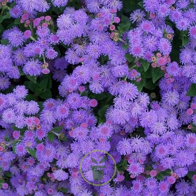 Ageratum houstonianum Blue Ball graines