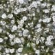 Gypsophile Paniculata Snow Flake double blanc 300 graines