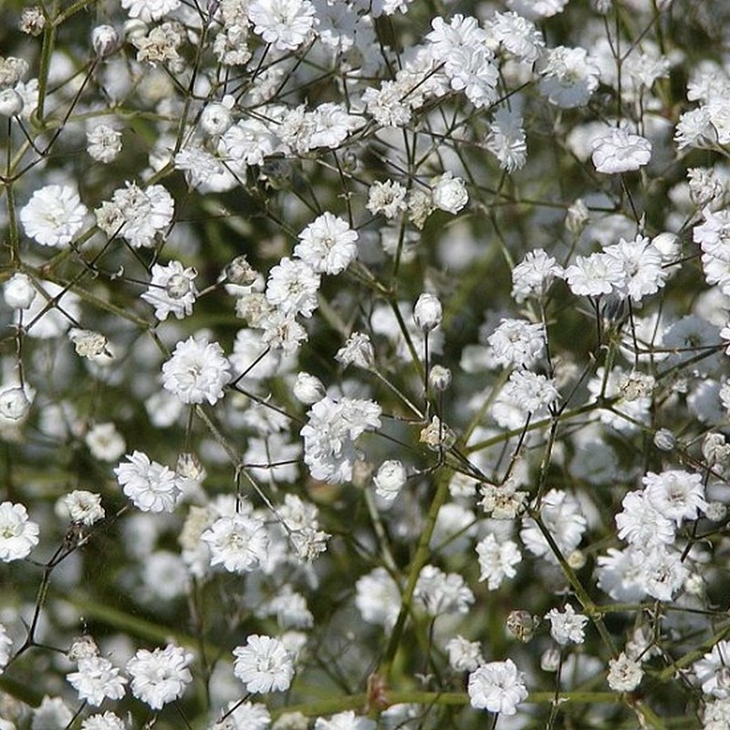 Graines de Gypsophile paniculata Snow Flake – Fleurs doubles